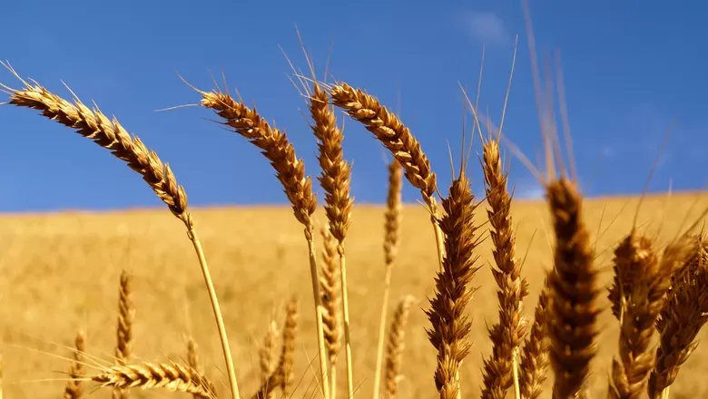 São Roque atinge recorde histórico na produção de trigo com 600 toneladas, revela IBGE